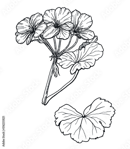 vector image of a set of leaflets and inflorescences of pelargonium, black white line graphics; invitation, tag, fragrance