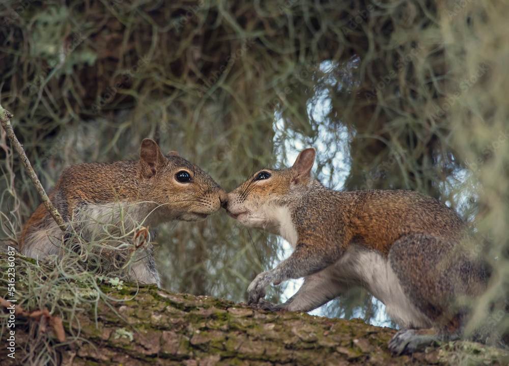 .Two Young Squirrels on the Tree