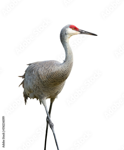Sandhill Crane, Isolated on White Background