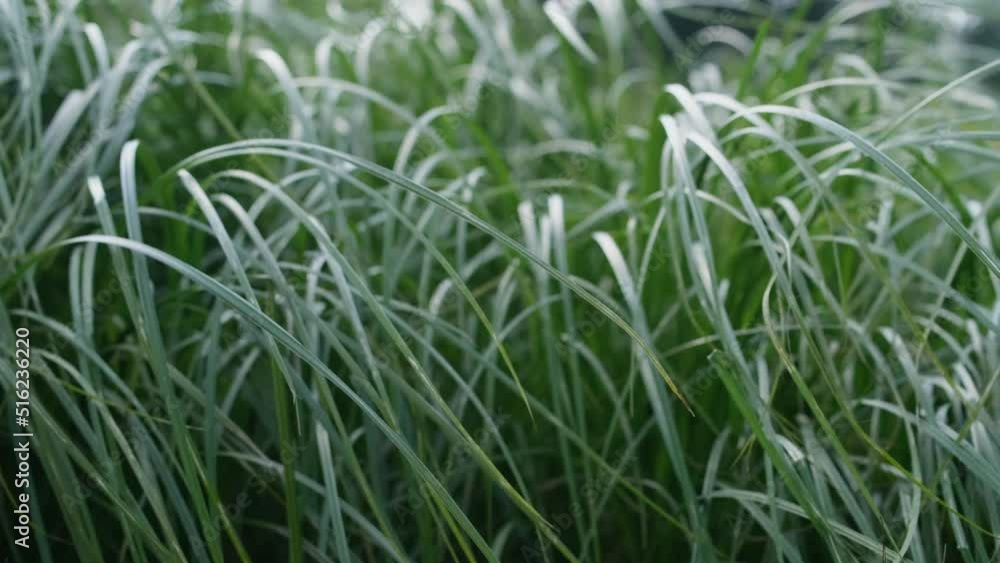 close-up of reeds moving in the wind close-up of reeds moving in the wind