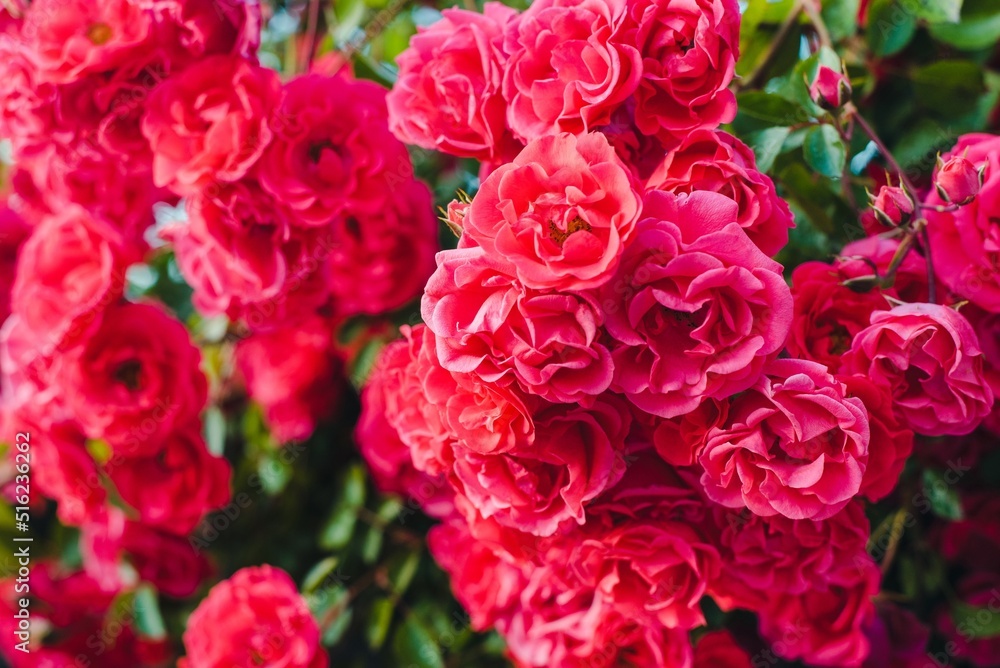 pink and white roses pink and white roses
