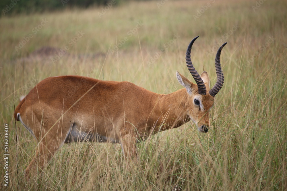 impala in the savannah impala in the savannah