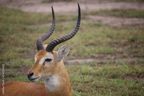 antelope in the savannah