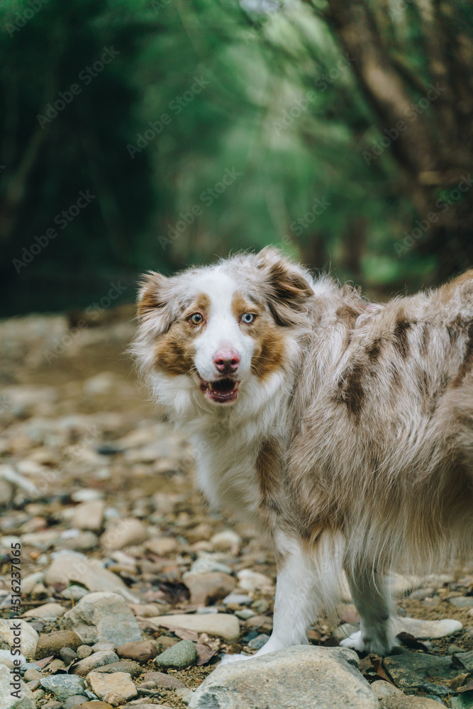 Border collie with looking to the right in a river bed in a park located in Currumbin valley QLD, Australia
