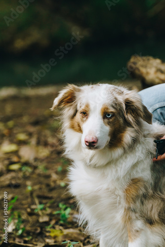 Border collie with one eye shut with owner in a park located in Currumbin valley QLD, Australia