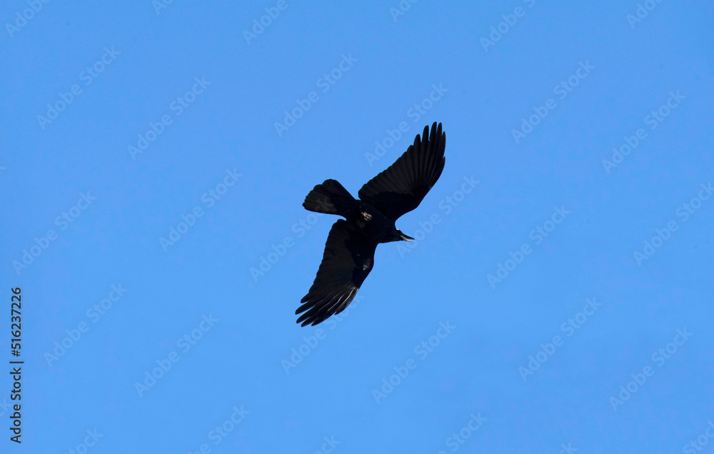 Australian Raven (Corvus coronoides) Australian Raven (Corvus coronoides)
