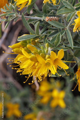 Yellow flowering terminal indeterminate raceme inflorescences of Peritoma Arborea, Cleomaceae, native perennial andromonoecious evergreen shrub in the northwest Sonoran Desert, Winter. photo