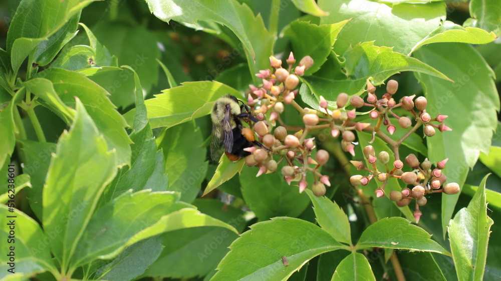 Bee Bee