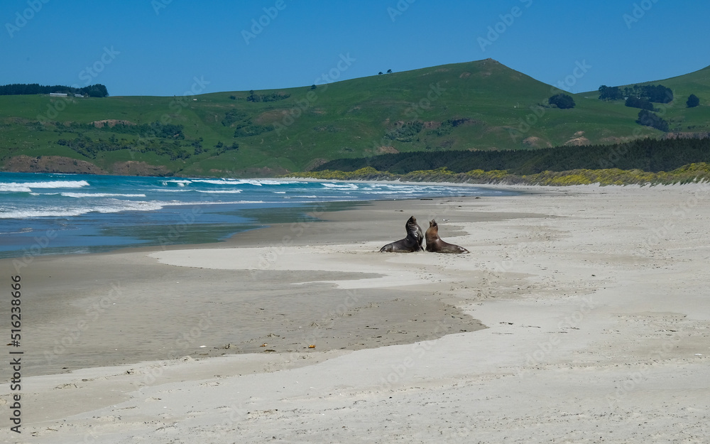 Two sea lions seen alongside Victory Beach in New Zealand Two sea lions seen alongside Victory Beach in New Zealand