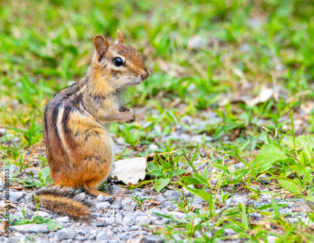 Chipmunk in the park Chipmunk in the park