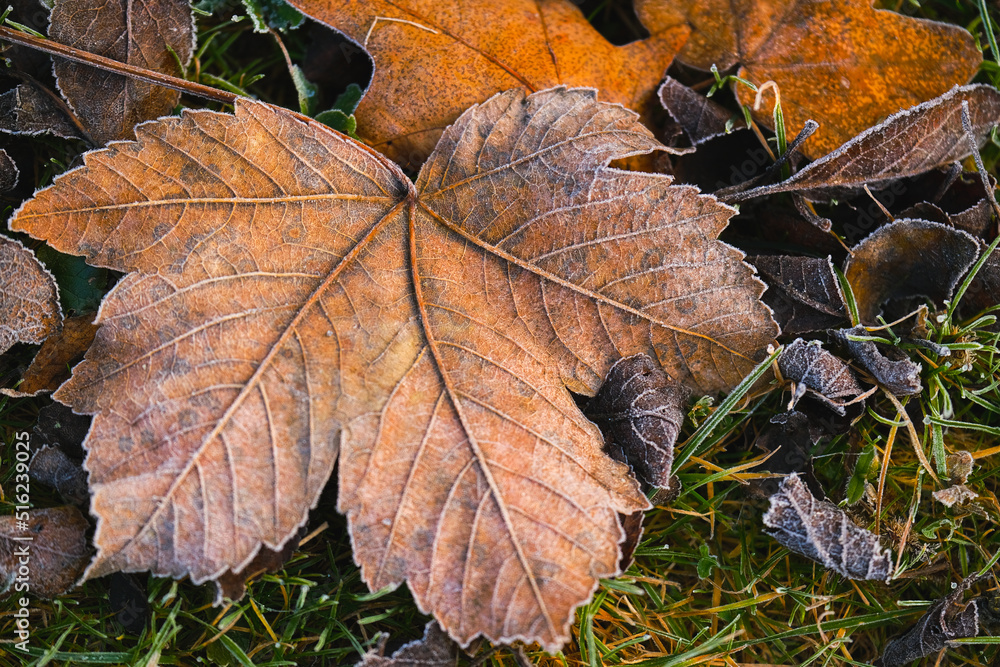 maple leaves in frost.Late frosty autumn.Autumn nature. maple leaves in frost.Late frosty autumn.Autumn nature.