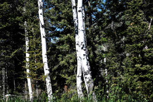 Some birch trees