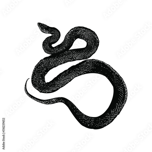 racer snake hand drawing vector illustration isolated on background