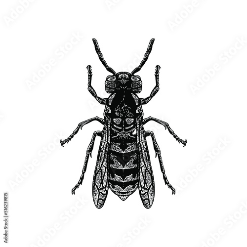 wasp hand drawing vector illustration isolated on background