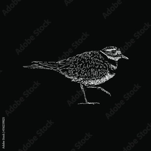 Killdeer bird hand drawing vector illustration isolated on black background