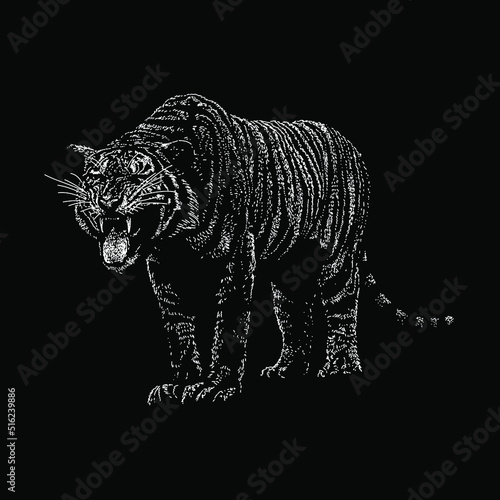 Malayan Tiger hand drawing vector illustration isolated on black background
