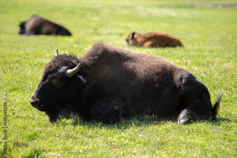 Photo of an adult buffalo laying in a field on a sunny day.