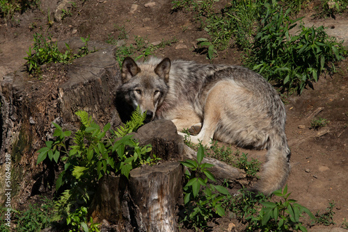 Photo of a female grey wolf resting in the forest on a summer day. She is right beside a tree stump.