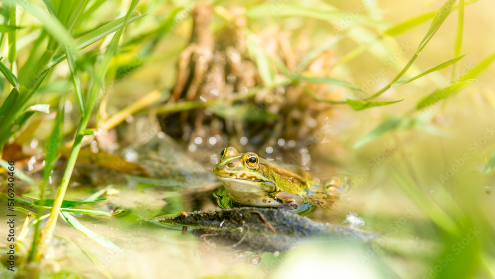 Obraz premium A green frog on the waterfront