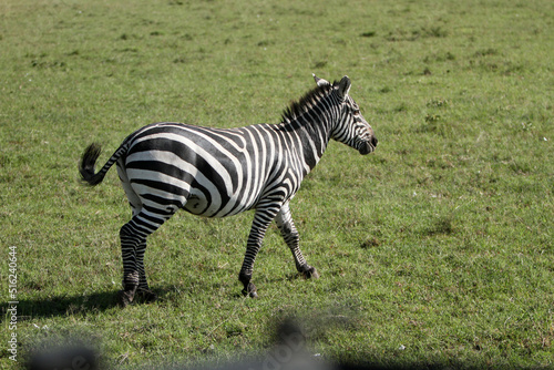 Beautiful Zebra Walking
