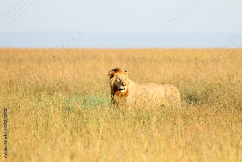Lion Looking Away