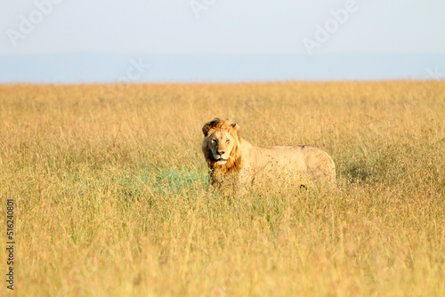 Konstfotografi Lion Looking at You