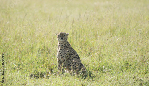 Cheetah Looking at You