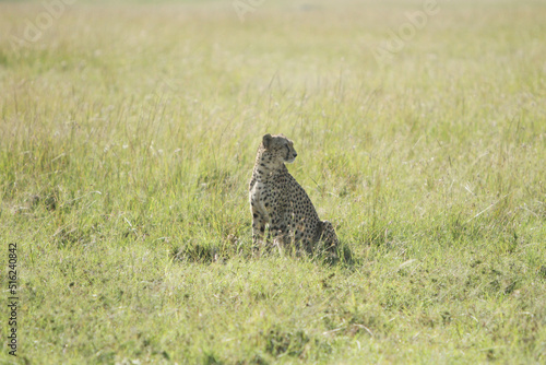 Cheetah In the Field