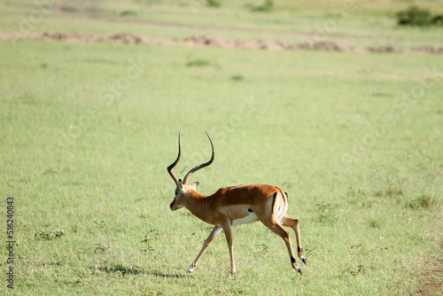 Gazelle Running in the Field