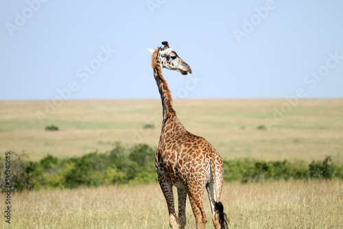 Fotografie Giraffe Beautiful Back