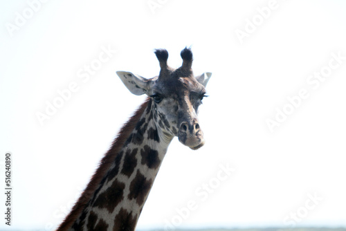 Fototapeta Naklejka Na Ścianę i Meble -  Giraffe Face