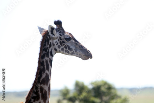 Fotografie Giraffe Closeup