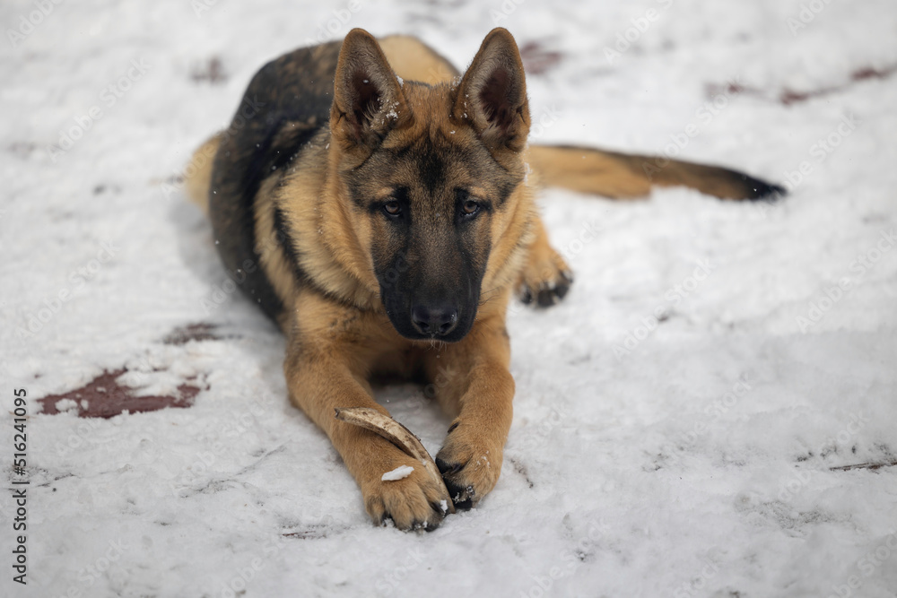 Naklejka premium german shepherd puppy guards bone