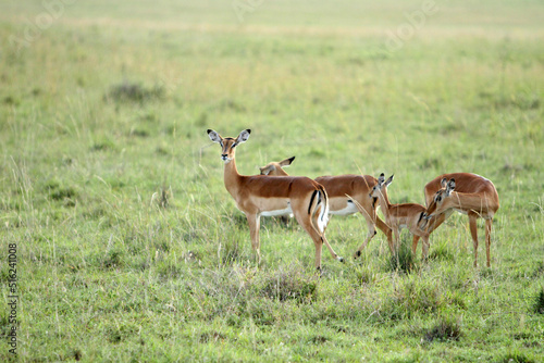 Antelopes in the Field
