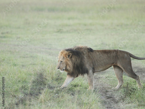 Fototapeta Naklejka Na Ścianę i Meble -  Lion Walking in the Field