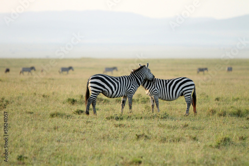 Two Zebras in the Field