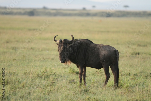 Fototapeta Naklejka Na Ścianę i Meble -  Wildebeest Looking Away