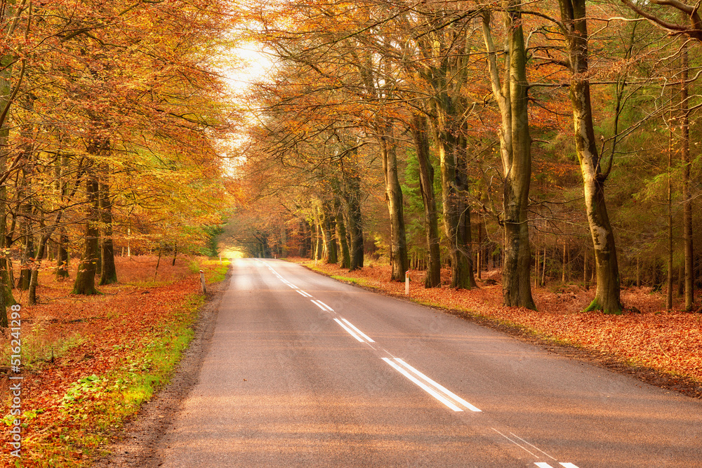 View of a scenic road and trees in a forest leading to a secluded area during autumn. Woodland surrounding an empty street on the countryside. Deserted forest or woods along a quiet highway in fall