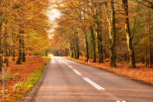 Fototapeta Naklejka Na Ścianę i Meble -  View of a scenic road and trees in a forest leading to a secluded area during autumn. Woodland surrounding an empty street on the countryside. Deserted forest or woods along a quiet highway in fall