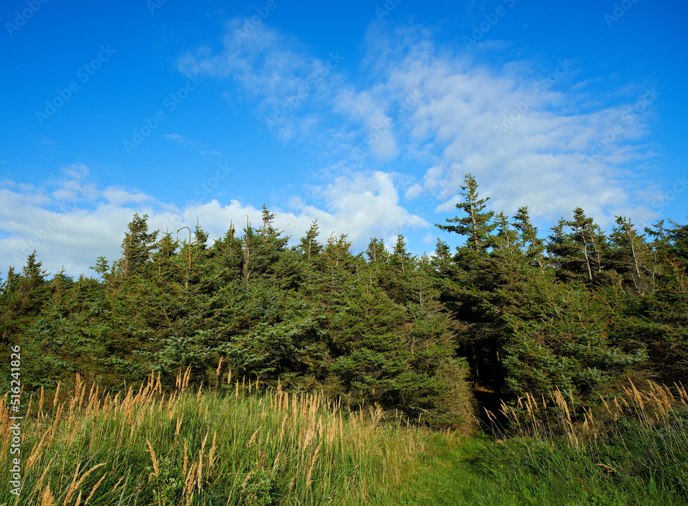 Tall trees growing in a lush green forest with copyspace, peaceful soothing beauty in nature. Wooden texture and patterns growth in a woodland, with hidden peace, soothing and calming view Tall trees growing in a lush green forest with copyspace, peaceful soothing beauty in nature. Wooden texture and patterns growth in a woodland, with hidden peace, soothing and calming view