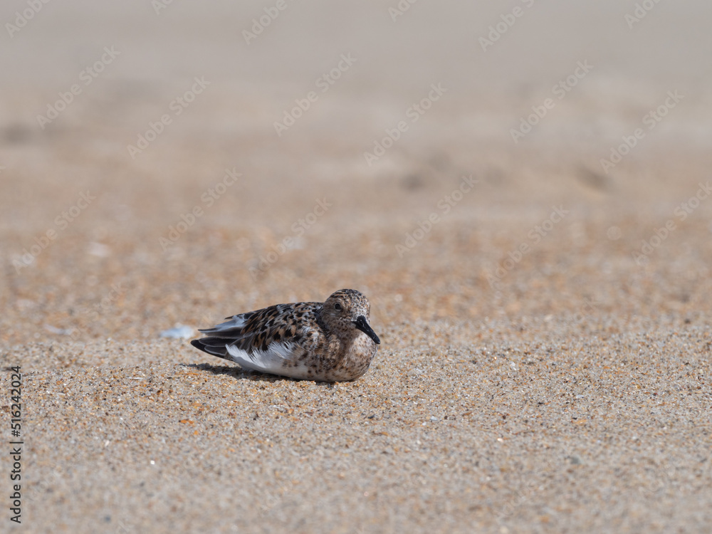 Adult Sanderling At Rest on a Sandy Beach Adult Sanderling At Rest on a Sandy Beach