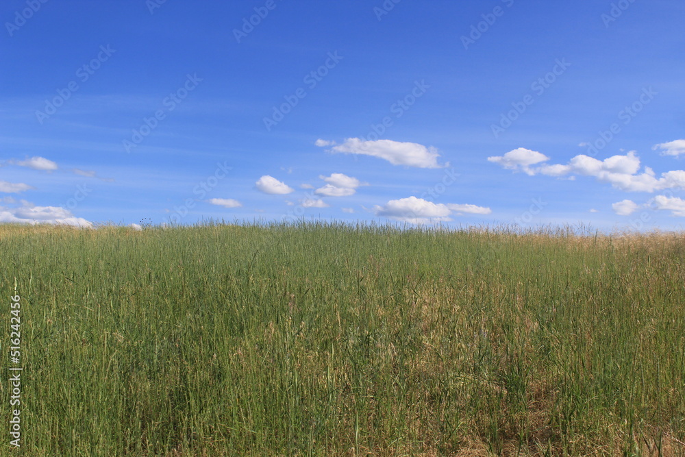 Green Montana Mountain Grass Beneath a Blue Sky in Summer Season
