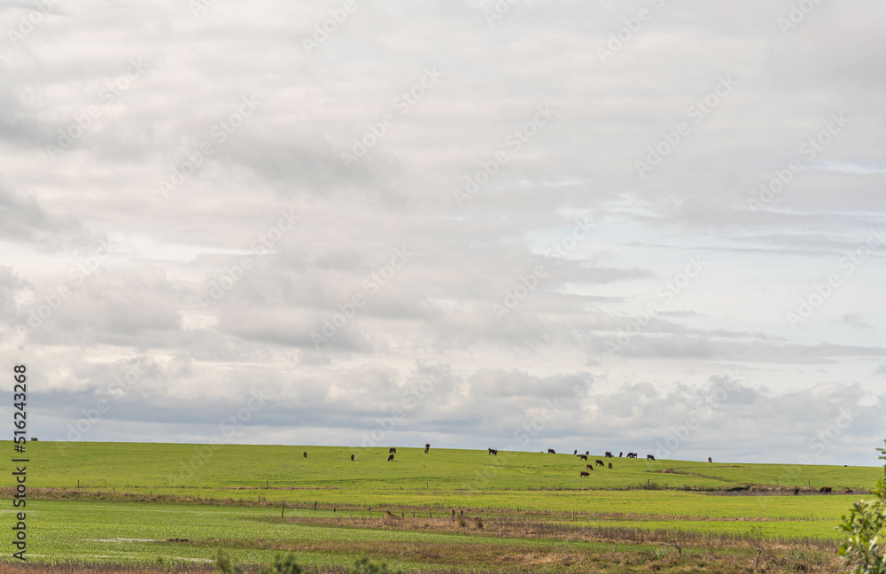 Cattle ranch and rural landscape in Brazil. Cattle ranch and rural landscape in Brazil.