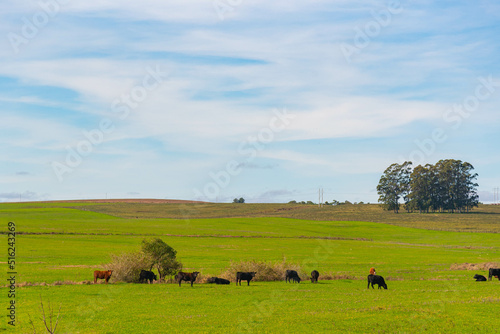 Cattle ranch and rural landscape in Brazil © Alex R. Brondani