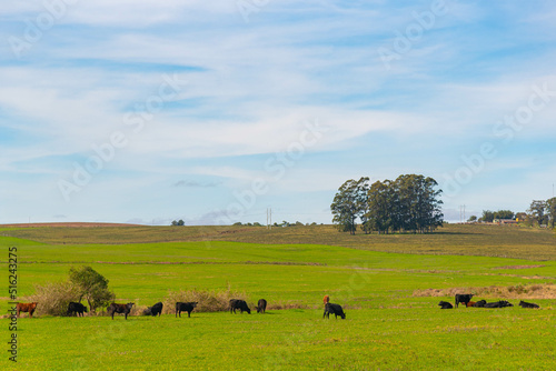 Cattle ranch and rural landscape in Brazil