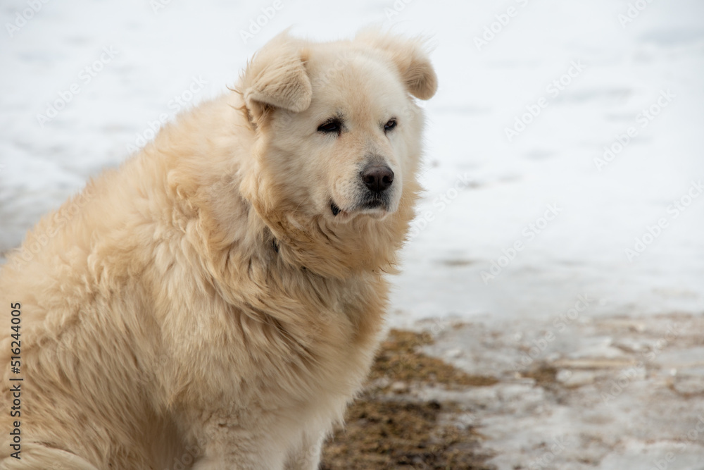 An old Great Pyrenees dog staring forward with its ear bent over.  There's white snow in the background. The majestic mountain dog is large, has dirty fur, is thickly coated, and is immensely powerful