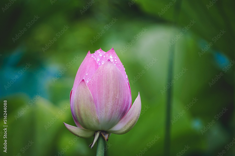 closeup on raindrops on the top of a lotus bud closeup on raindrops on the top of a lotus bud