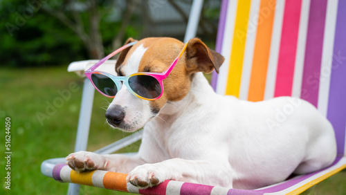 Fototapeta Naklejka Na Ścianę i Meble -  Jack russell terrier dog in sunglasses is resting on a sun lounger. Summer vacation concept.