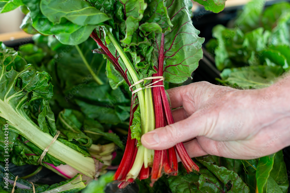 Tall ribbed stalks of Swiss Chard greens. Green and reddish leafy