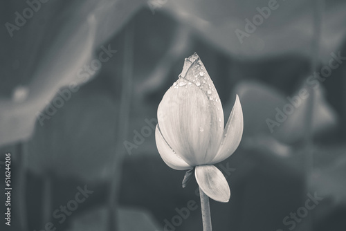 Fototapeta Naklejka Na Ścianę i Meble -  water droplets on a blooming lotus